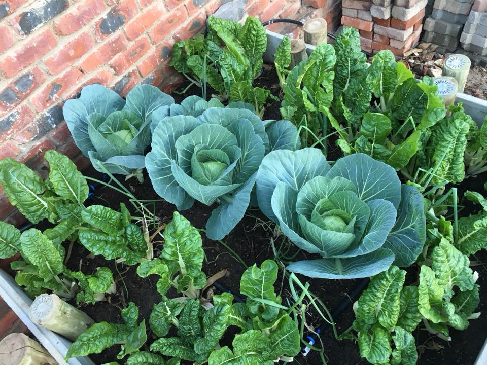 Grow food and hope