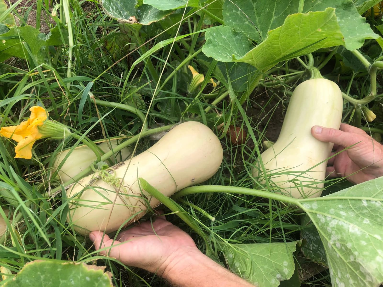 Butternut growing in the garden