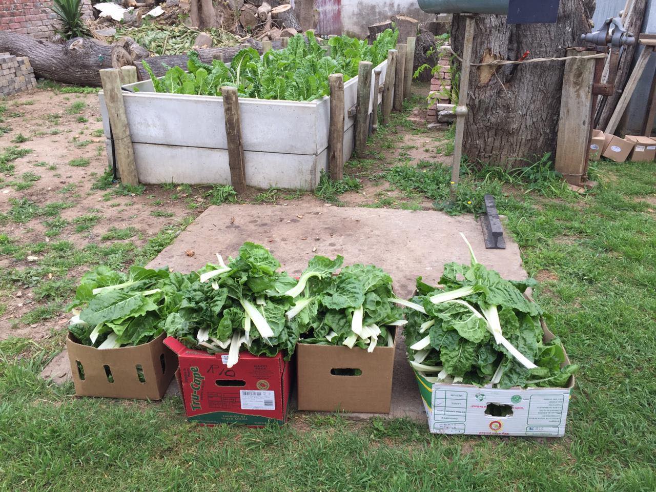 Garden harvest boxes