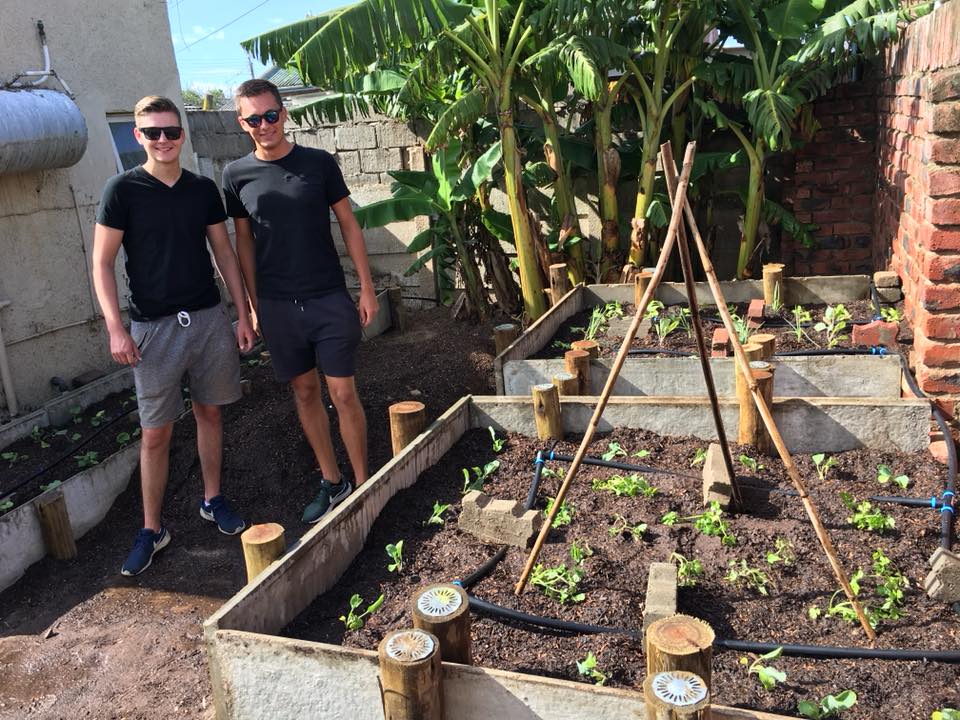 Raised beds with volunteers